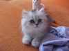 Photo №2 to announcement № 25460 for the sale of persian cat - buy in United Kingdom private announcement