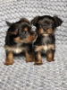 Photo №1. cesky terrier - for sale in the city of Ostrava | Is free | Announcement № 40860