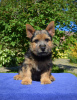 Photo №2 to announcement № 13186 for the sale of norwich terrier - buy in Russian Federation private announcement