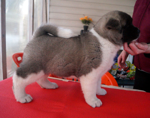 Photo №2 to announcement № 5856 for the sale of american akita - buy in Russian Federation from nursery, breeder