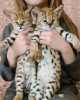 Photo №1. savannah cat - for sale in the city of Differdange | 687$ | Announcement № 117376