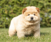 Photo №2 to announcement № 110092 for the sale of chow chow - buy in United States 