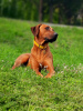 Additional photos: Litter announcement Rhodesian Ridgeback puppy - litter 2024/25