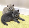 Photo №2 to announcement № 121942 for the sale of british shorthair - buy in Kuwait 