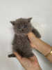Photo №1. british shorthair - for sale in the city of Штутгарт | negotiated | Announcement № 100392