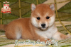 Photo №1. shiba inu - for sale in the city of Khmelnitsky | negotiated | Announcement № 73351