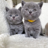 Photo №1. british shorthair - for sale in the city of Paris | negotiated | Announcement № 98699