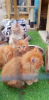 Photo №2 to announcement № 84015 for the sale of maine coon - buy in Germany private announcement