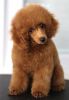 Photo №4. I will sell poodle (toy) in the city of Belgrade. breeder - price - negotiated