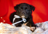 Photo №1. non-pedigree dogs - for sale in the city of Москва | Is free | Announcement № 13429