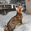 Photo №2 to announcement № 89449 for the sale of bengal cat - buy in Czech Republic 