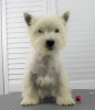 Additional photos: west highland white terrier puppy 6 months old
