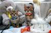Photo №4. I will sell bengal cat in the city of Берлингероде. private announcement, from nursery - price - 317$