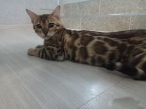 Photo №1. bengal cat - for sale in the city of Minsk | 450$ | Announcement № 955