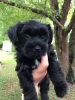 Photo №1. affenpinscher - for sale in the city of Дортмунд | 359$ | Announcement № 123132