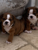 Photo №4. I will sell english bulldog in the city of Getafe. private announcement, breeder - price - 475$