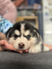 Photo №3. Australian shepherd puppies. Germany