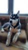 Photo №1. siberian husky - for sale in the city of Kherson | 244$ | Announcement № 8521
