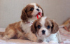 Photo №1. cavalier king charles spaniel - for sale in the city of Graz | 320$ | Announcement № 44029