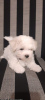 Photo №1. bichon frise - for sale in the city of Bielsko-Biała | 1057$ | Announcement № 85862