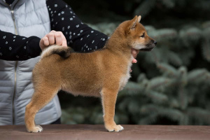 Photo №2 to announcement № 6390 for the sale of shiba inu - buy in Russian Federation breeder