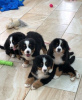 Photo №1. bernese mountain dog - for sale in the city of Munich | 475$ | Announcement № 127286