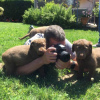 Photo №1. chesapeake bay retriever - for sale in the city of Berlin | Is free | Announcement № 126917