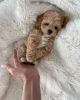 Photo №3. Absolutely stunning F1 maltipoo puppies.. Germany