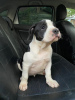 Additional photos: American Bully puppies for sale