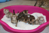 Additional photos: 3 Bengal kittens for sale now around Germany