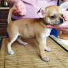 Photo №2 to announcement № 104168 for the sale of chihuahua - buy in United States private announcement, from nursery