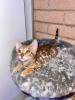 Photo №1. bengal cat - for sale in the city of Антверпен | Is free | Announcement № 9666