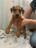 Photo №4. I will sell irish terrier in the city of Nizhny Tagil. breeder - price - 138$