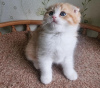 Photo №1. scottish fold - for sale in the city of Newport Beach | 300$ | Announcement № 99289