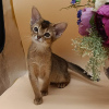 Photo №1. abyssinian cat - for sale in the city of Vienna | 264$ | Announcement № 117018