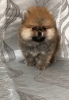Photo №2 to announcement № 87115 for the sale of pomeranian - buy in Belarus breeder