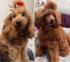Additional photos: Poodle, red color