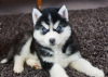 Additional photos: Siberian Husky Puppies ready