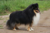 Additional photos: Sheltie puppies for sale