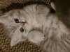 Photo №2 to announcement № 122561 for the sale of british shorthair - buy in Germany breeder