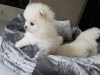 Photo №1. pomeranian - for sale in the city of Munich | 317$ | Announcement № 69752