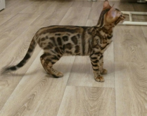 Photo №2 to announcement № 1414 for the sale of bengal cat - buy in Russian Federation breeder