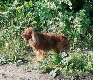 Photo №2 to announcement № 7214 for the sale of english cocker spaniel - buy in Russian Federation 