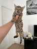 Photo №2 to announcement № 96247 for the sale of bengal cat - buy in Germany private announcement