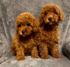 Photo №1. poodle (toy) - for sale in the city of Maribor | Is free | Announcement № 8783