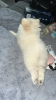 Photo №3. Socialized pomeranian dogs for sale . Australia