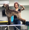 Additional photos: Gorgeous Afghan Hound puppies!