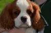 Photo №4. I will sell cavalier king charles spaniel in the city of Chocianów. breeder - price - 3000$