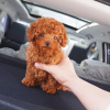 Photo №1. poodle (toy) - for sale in the city of Амстердам | negotiated | Announcement № 44008