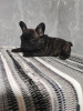 Photo №2 to announcement № 98492 for the sale of french bulldog - buy in Serbia breeder